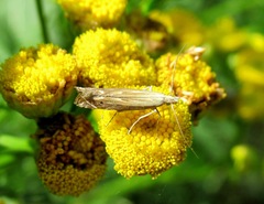 Isophrictis striatella