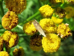 Isophrictis striatella