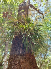 Encyclia microbulbon