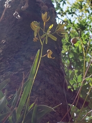 Encyclia microbulbon