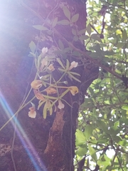 Encyclia microbulbon