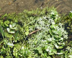 Callitriche platycarpa