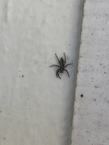 Photo of Gray Wall Jumping Spider (Menemerus bivittatus)