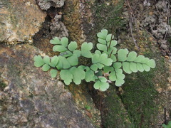 Adiantum flabellulatum