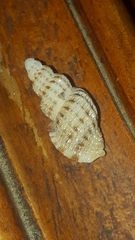 Bailya anomala