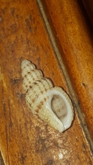 Bailya anomala