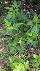 Bidens