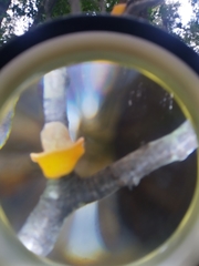 Aleurodiscus vitellinus