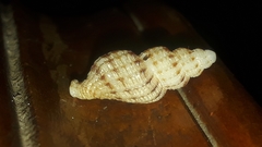Bailya anomala