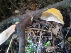 Aleurodiscus vitellinus