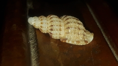 Bailya anomala