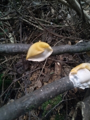 Aleurodiscus vitellinus