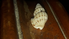Bailya anomala