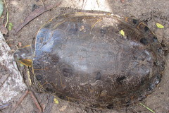 Trachemys ornata