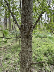 Pyrus pyrifolia