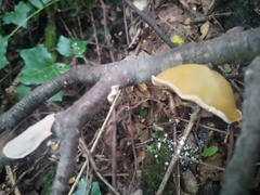 Aleurodiscus vitellinus