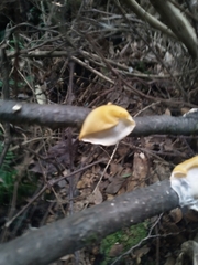 Aleurodiscus vitellinus