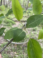 Pyrus pyrifolia