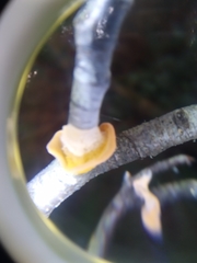 Aleurodiscus vitellinus