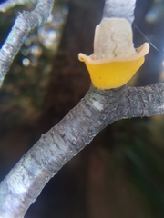 Aleurodiscus vitellinus