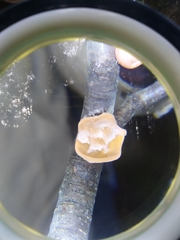 Aleurodiscus vitellinus