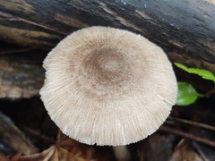 Pluteus ephebeus