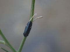 Cochlorhinus stygicus
