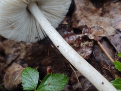 Pluteus ephebeus