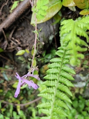 Corydalis edulis