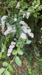 Ligustrum sinense