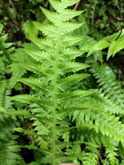 Phegopteris decursive-pinnata