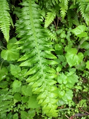 Phegopteris decursive-pinnata