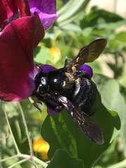 Xylocopa sonorina