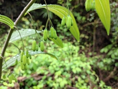 Polygonatum cyrtonema