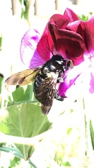 Xylocopa sonorina