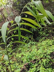 Polygonatum cyrtonema