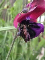 Xylocopa sonorina