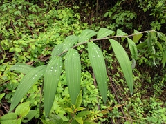 Polygonatum cyrtonema