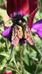 Xylocopa sonorina