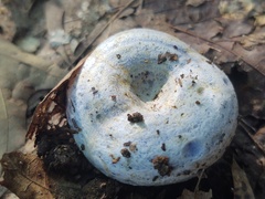 Lactarius indigo