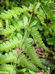 Pseudophegopteris aurita