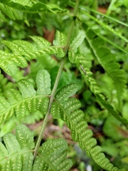 Pseudophegopteris aurita