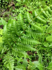 Pseudophegopteris aurita