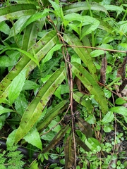 Coniogramme intermedia