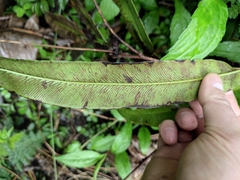 Coniogramme intermedia