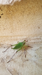 Paracyrtophyllus robustus