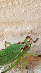 Paracyrtophyllus robustus