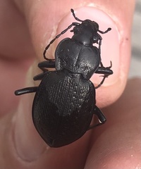 Carabus genei