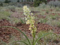 Toxicoscordion paniculatum