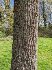 Acer platanoides